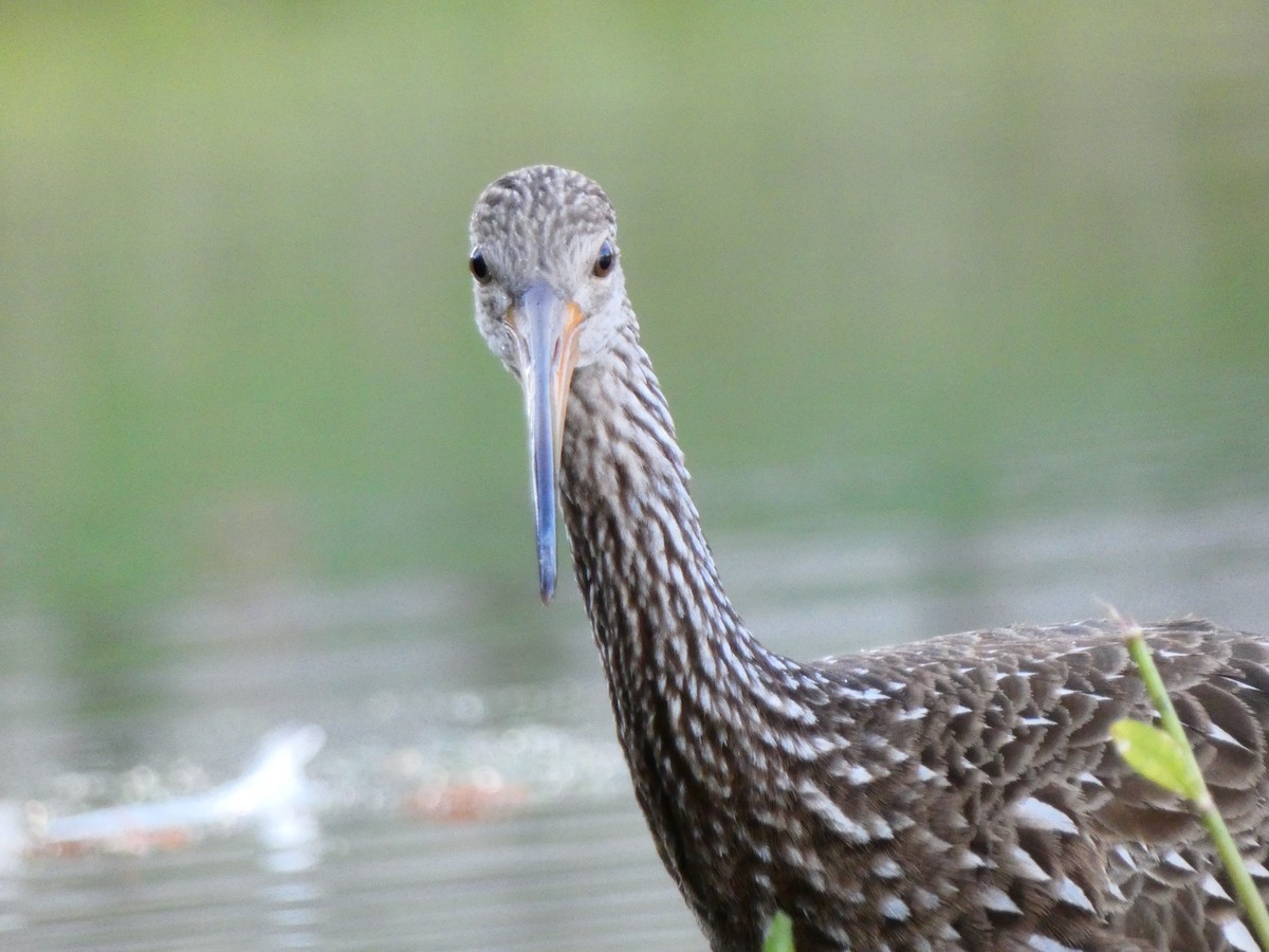 Limpkin (Speckled) - ML646807447