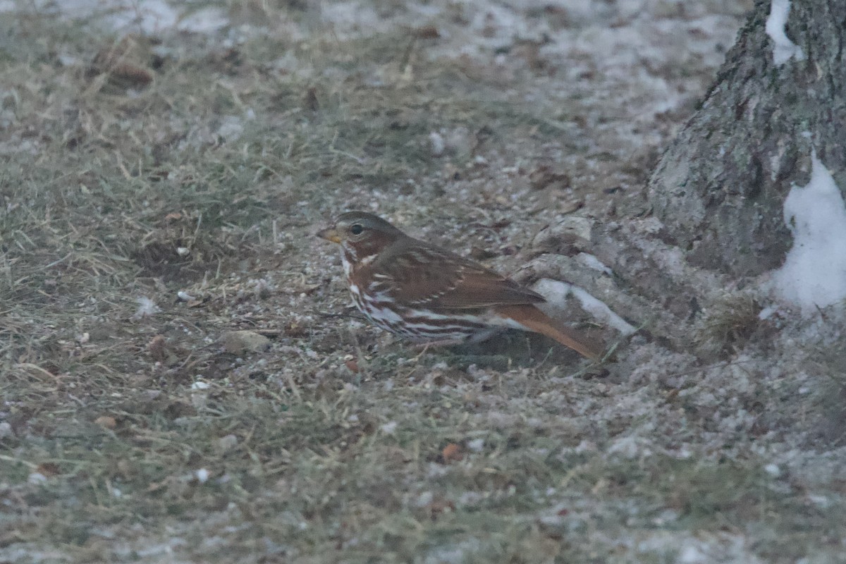 Fuchsammer - ML646807456