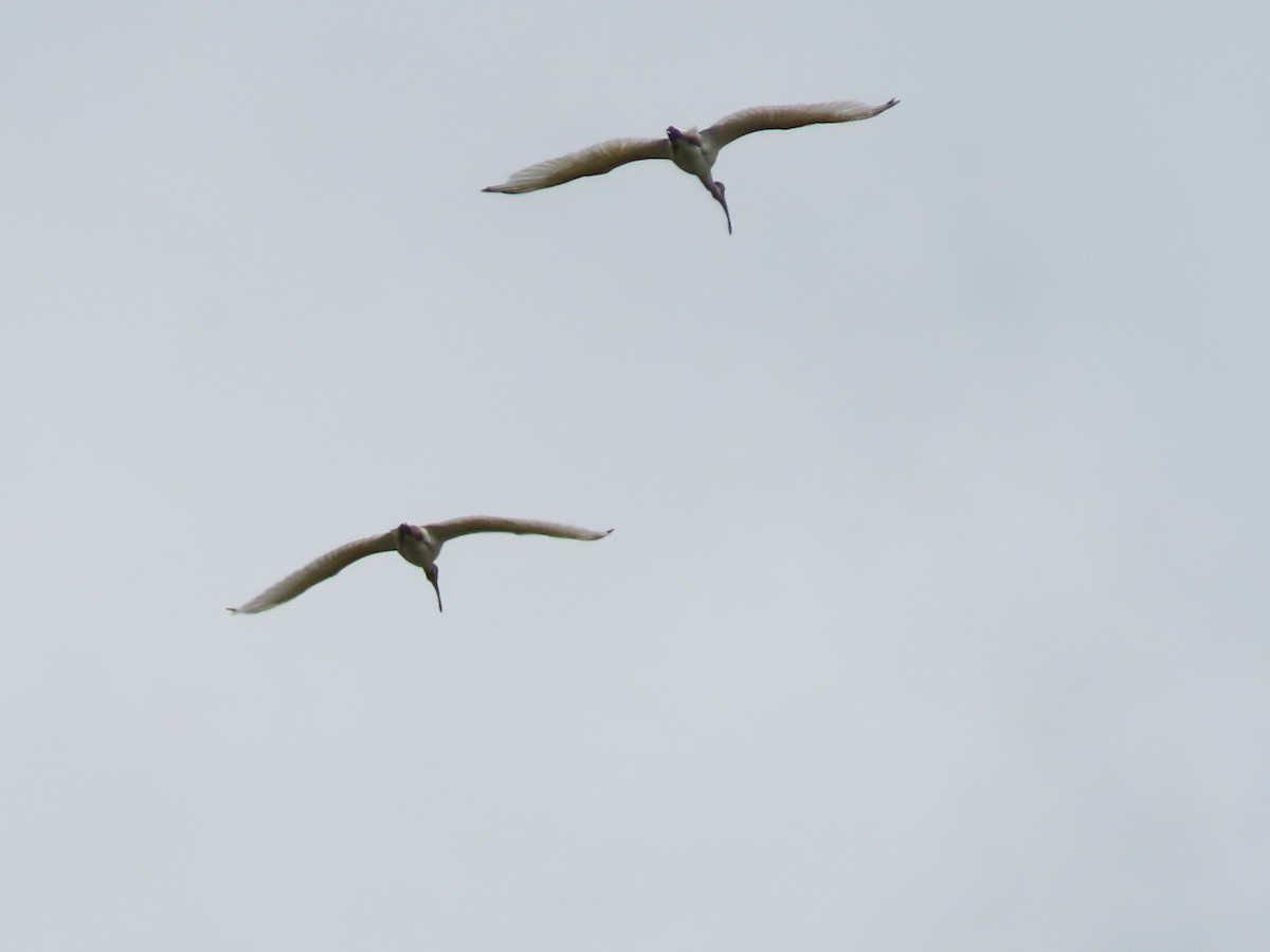 黑頭白䴉 - ML646807458