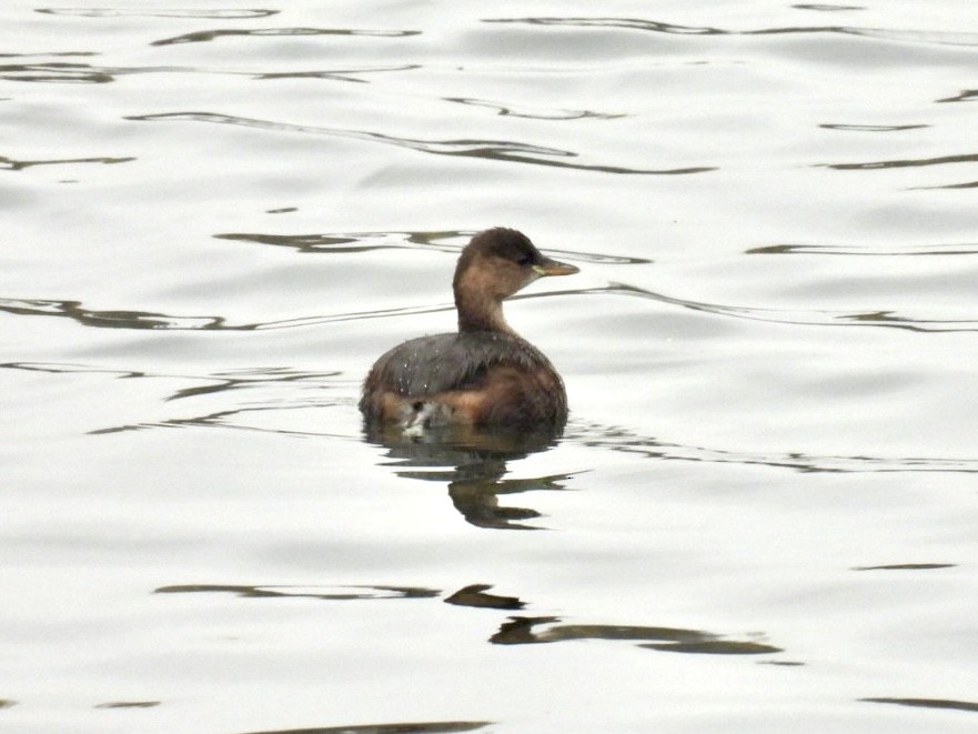 dvergdykker - ML646807459