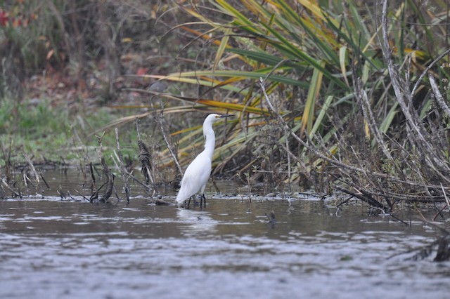 Snowy Egret - ML646807460