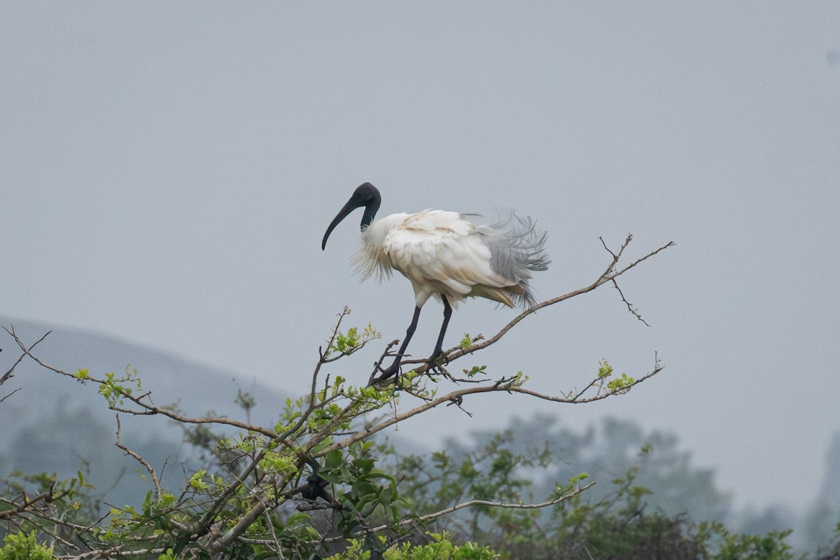 Хүрэн түрүүт билүүс - ML646807462