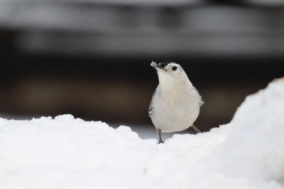 White-breasted Nuthatch - ML646807467