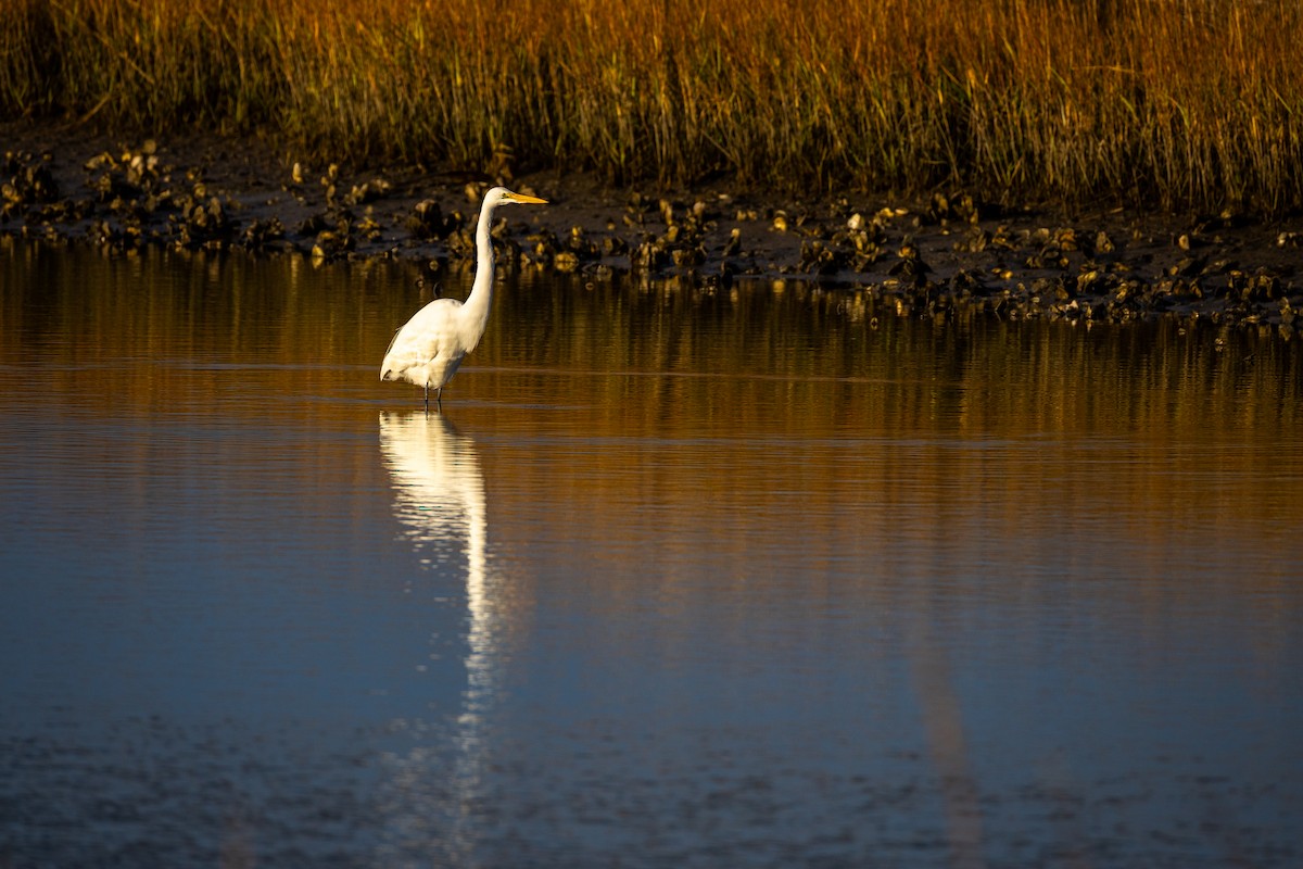 Great Egret - ML646807468