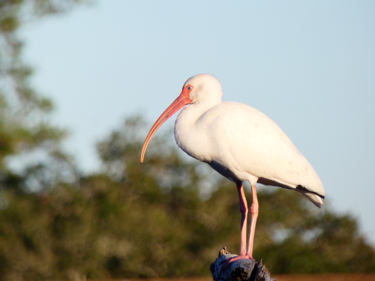 White Ibis - ML646807472
