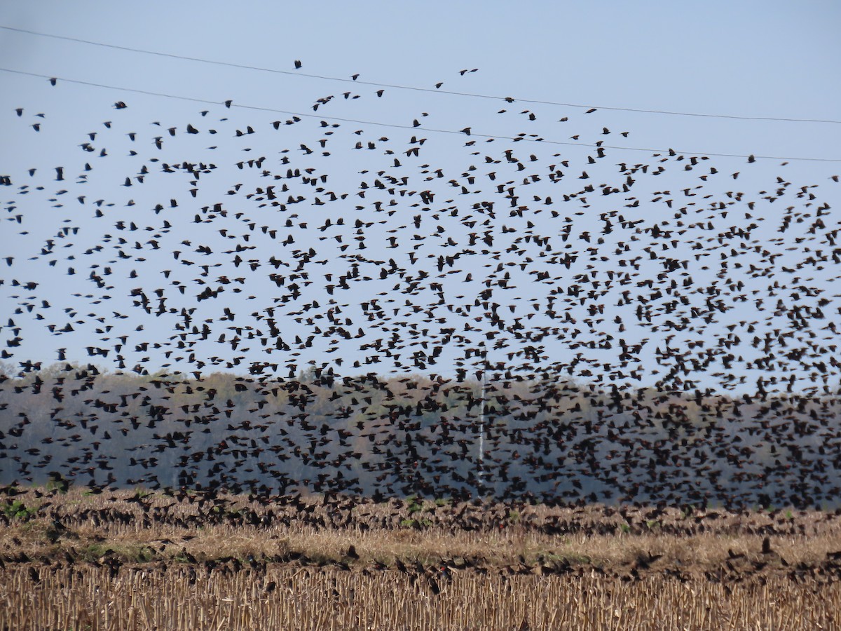 Red-winged Blackbird - ML646807473