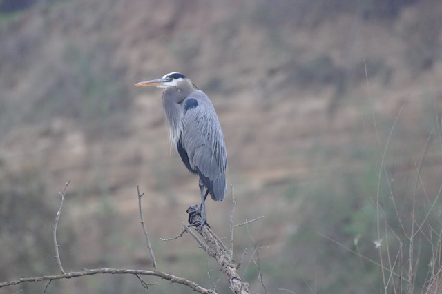 Great Blue Heron - ML646807474