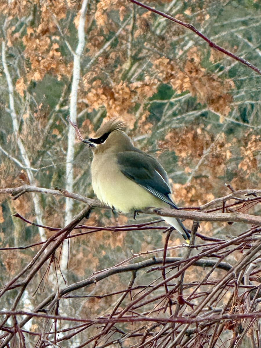 Cedar Waxwing - ML646807481