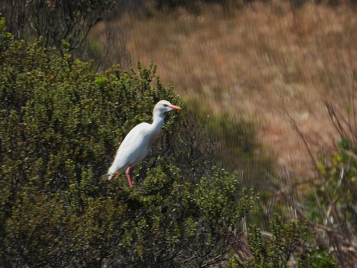 Египетская цапля - ML646807482