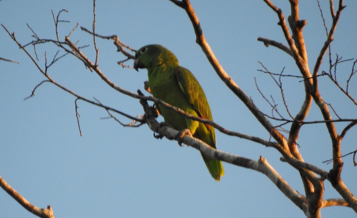 Amazone à front jaune - ML646807484