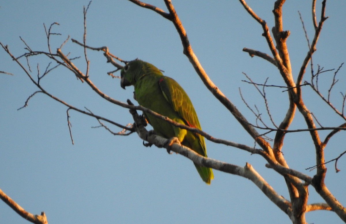 Amazone à front jaune - ML646807485