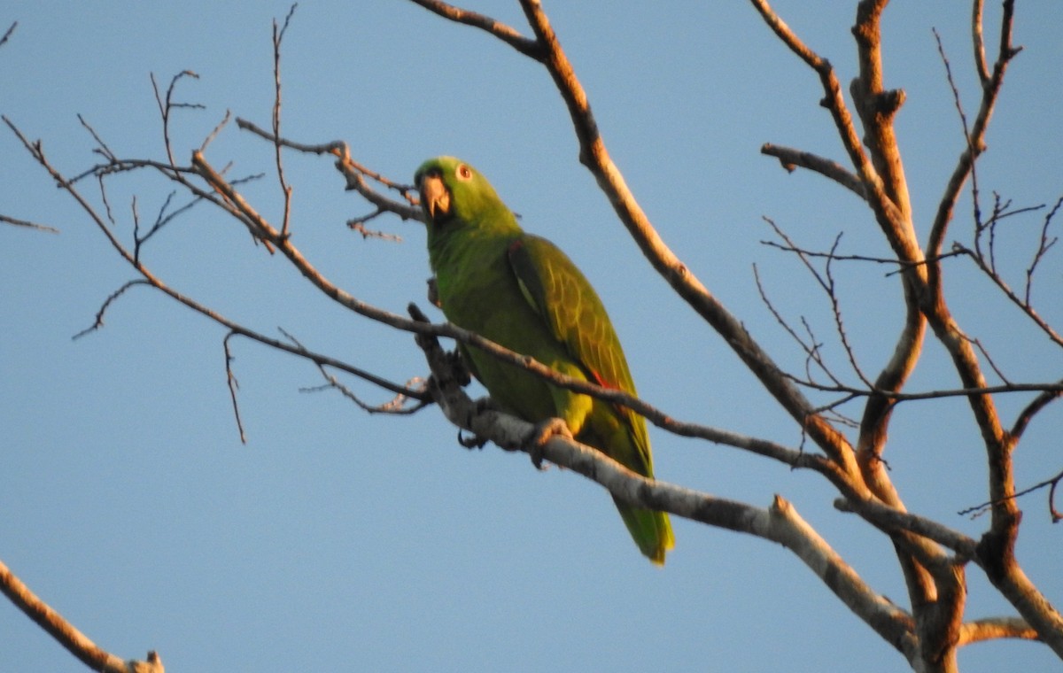 Amazone à front jaune - ML646807486