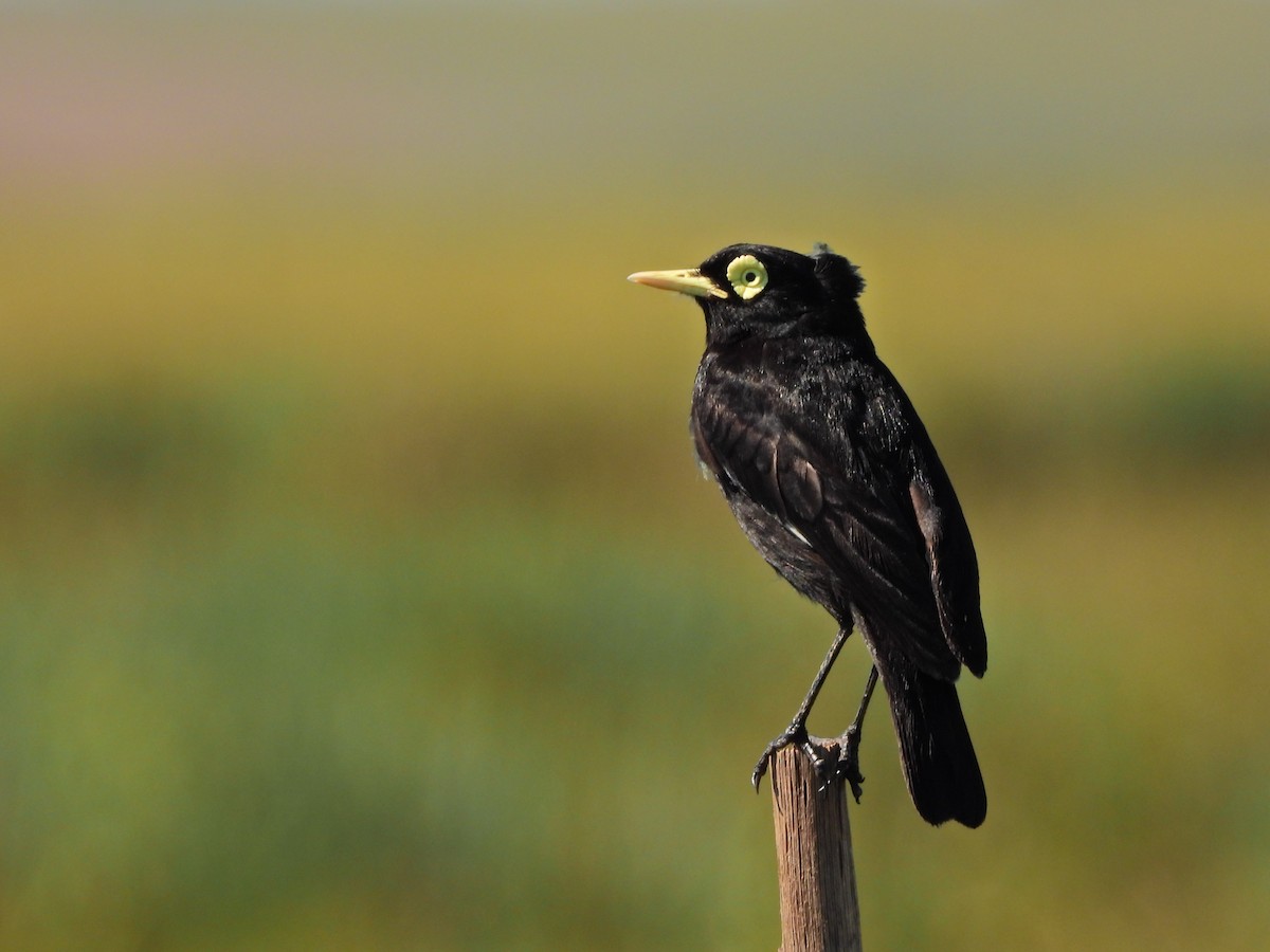 Viudita Picoplata - ML646807488