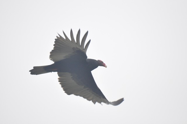 Turkey Vulture - ML646807489