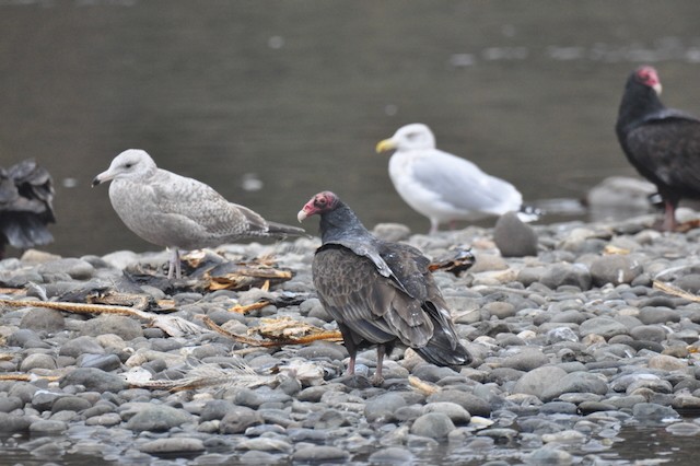 Turkey Vulture - ML646807490