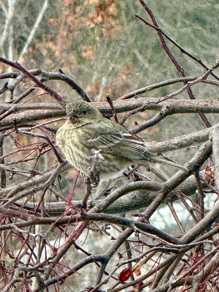 House Finch - ML646807491