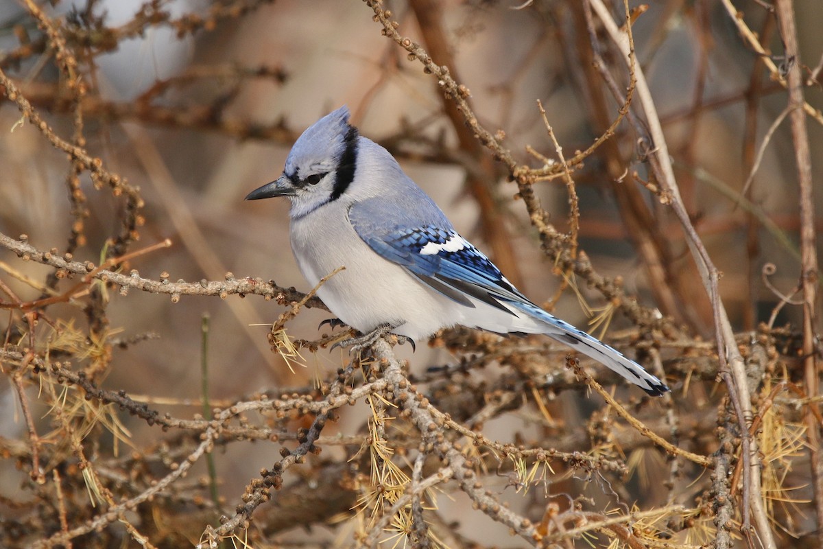 Blue Jay - ML646807492
