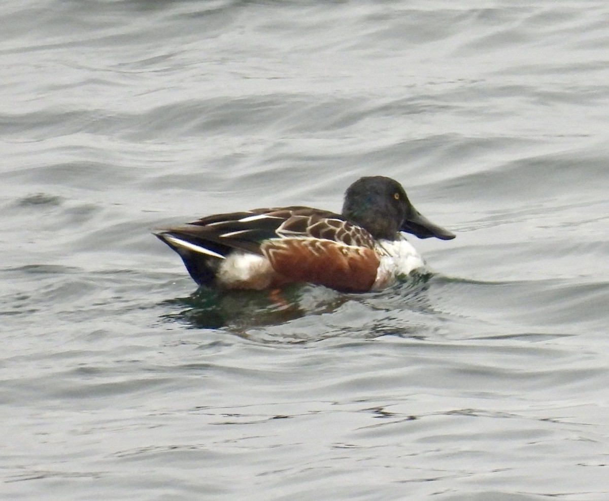 skjeand - ML646807493