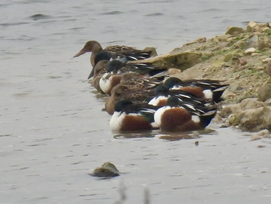 skjeand - ML646807494