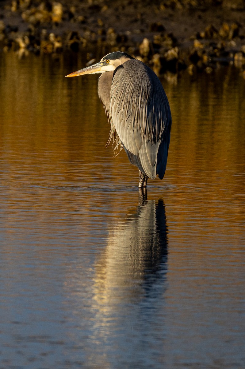 Great Blue Heron - ML646807495