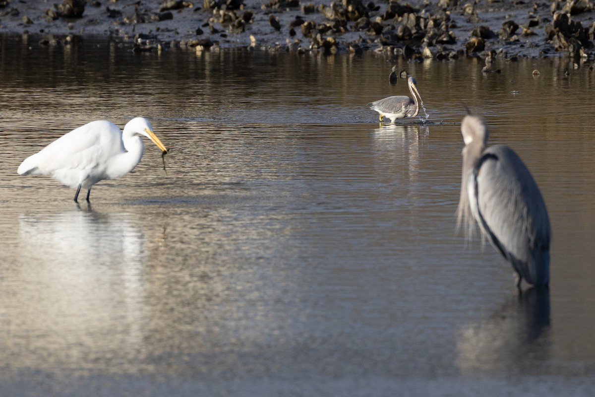 Great Blue Heron - ML646807496