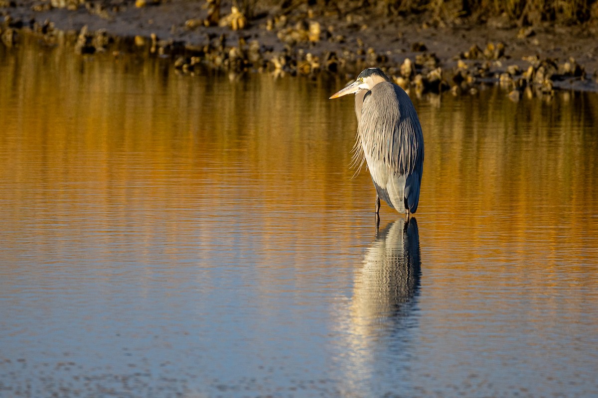 Great Blue Heron - ML646807497