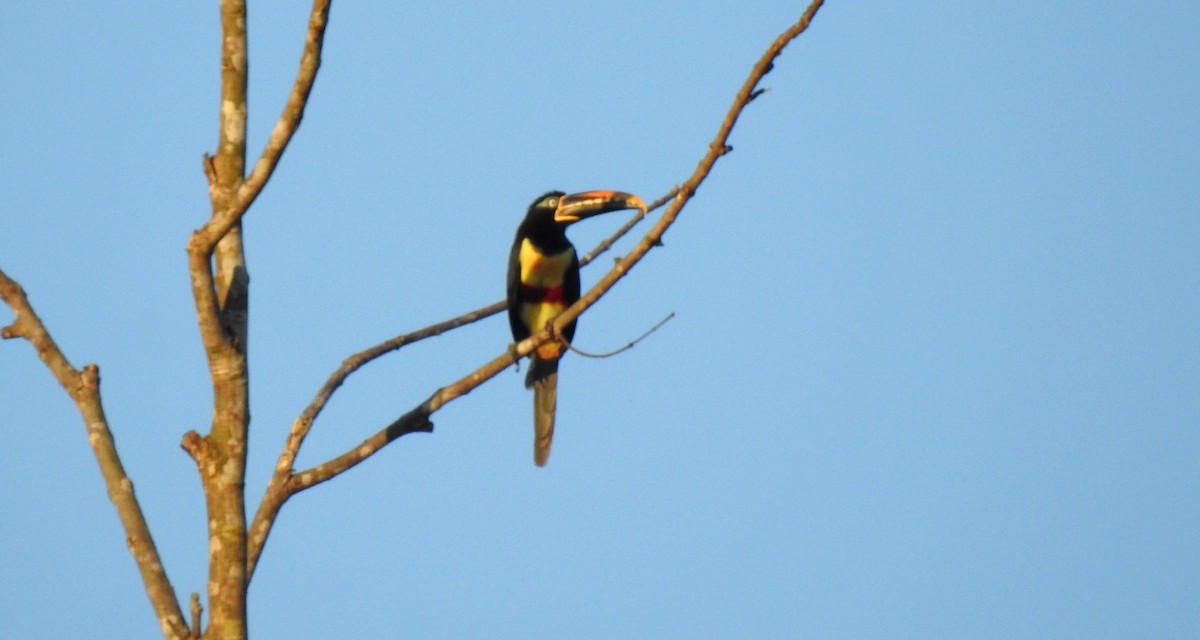 Braunohrarassari - ML646807498