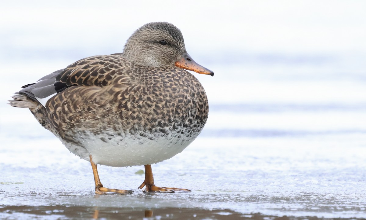 ברווז אפור - ML646807499