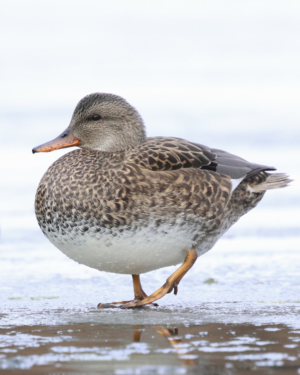 ברווז אפור - ML646807500