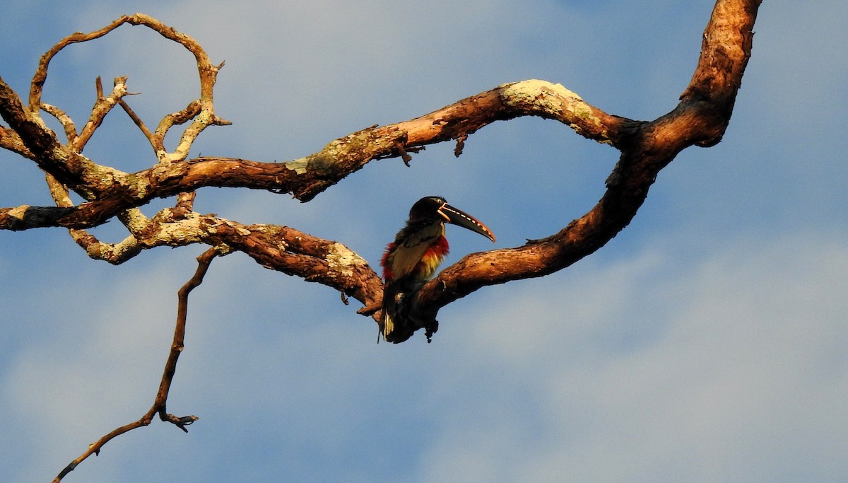 Braunohrarassari - ML646807501