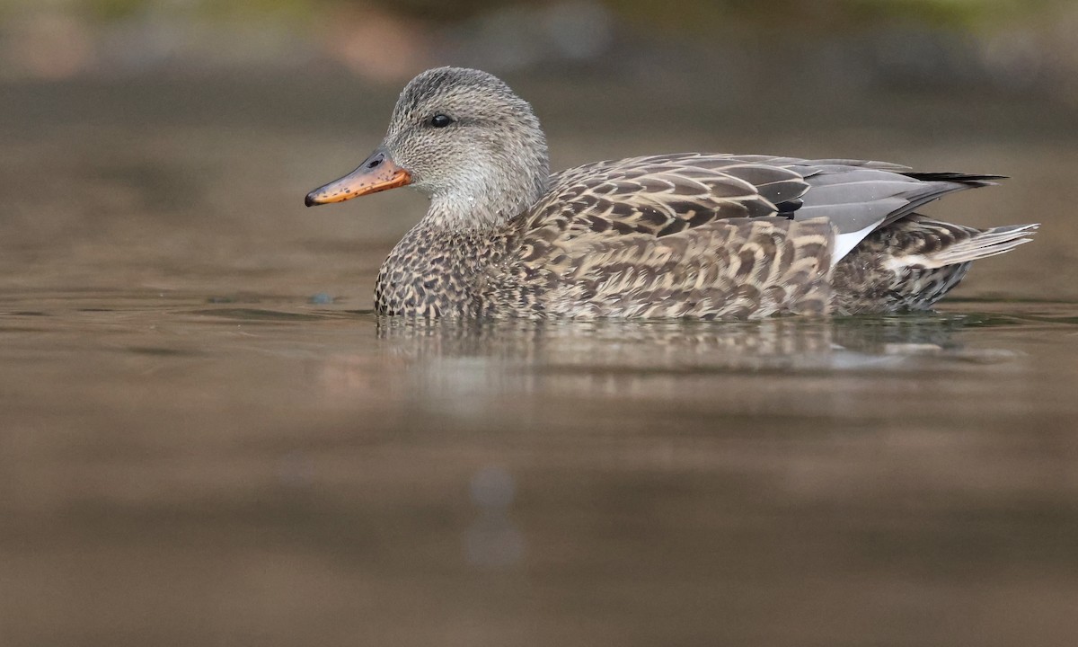 ברווז אפור - ML646807502