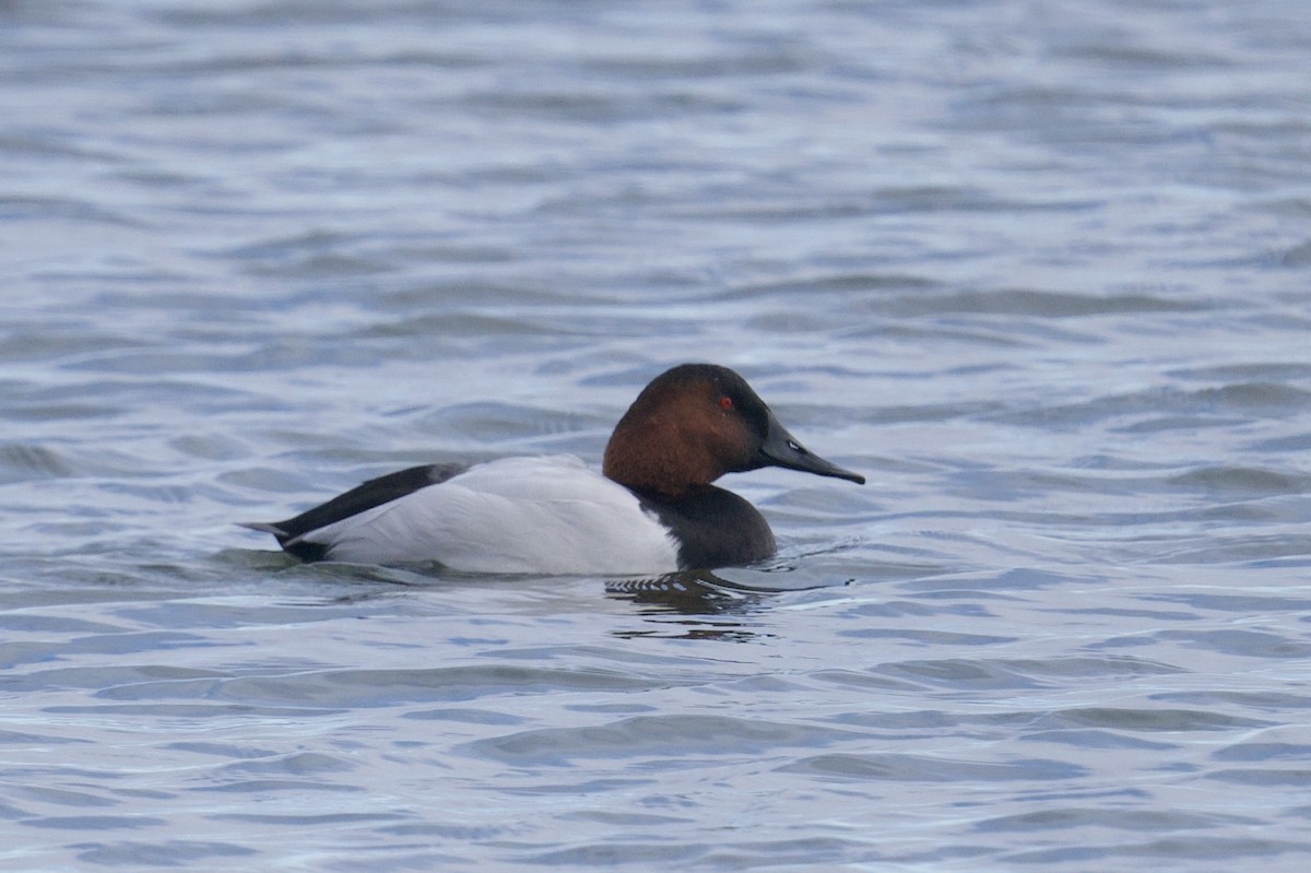Canvasback - ML646807503