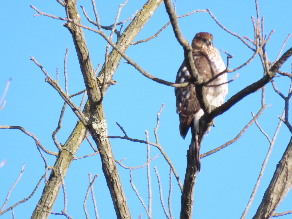 Cooper's Hawk - ML646807504