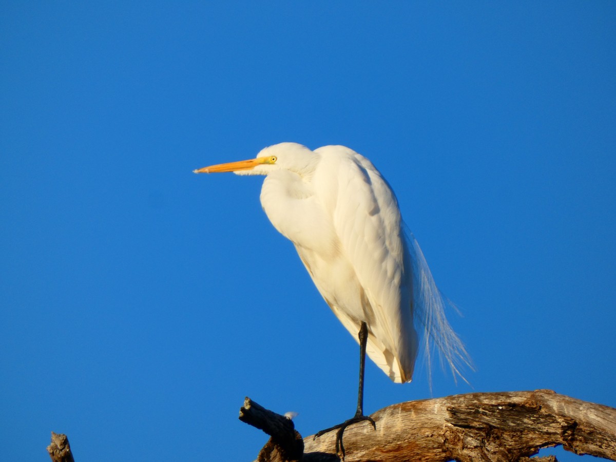 Great Egret (American) - ML646807505