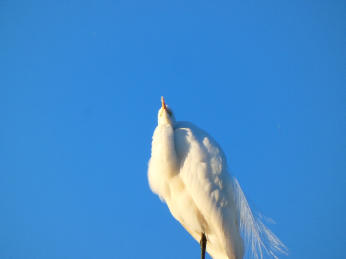 Great Egret (American) - ML646807506