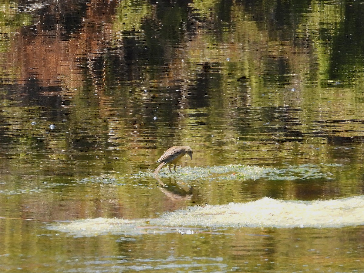 Капский шпорник - ML646807507