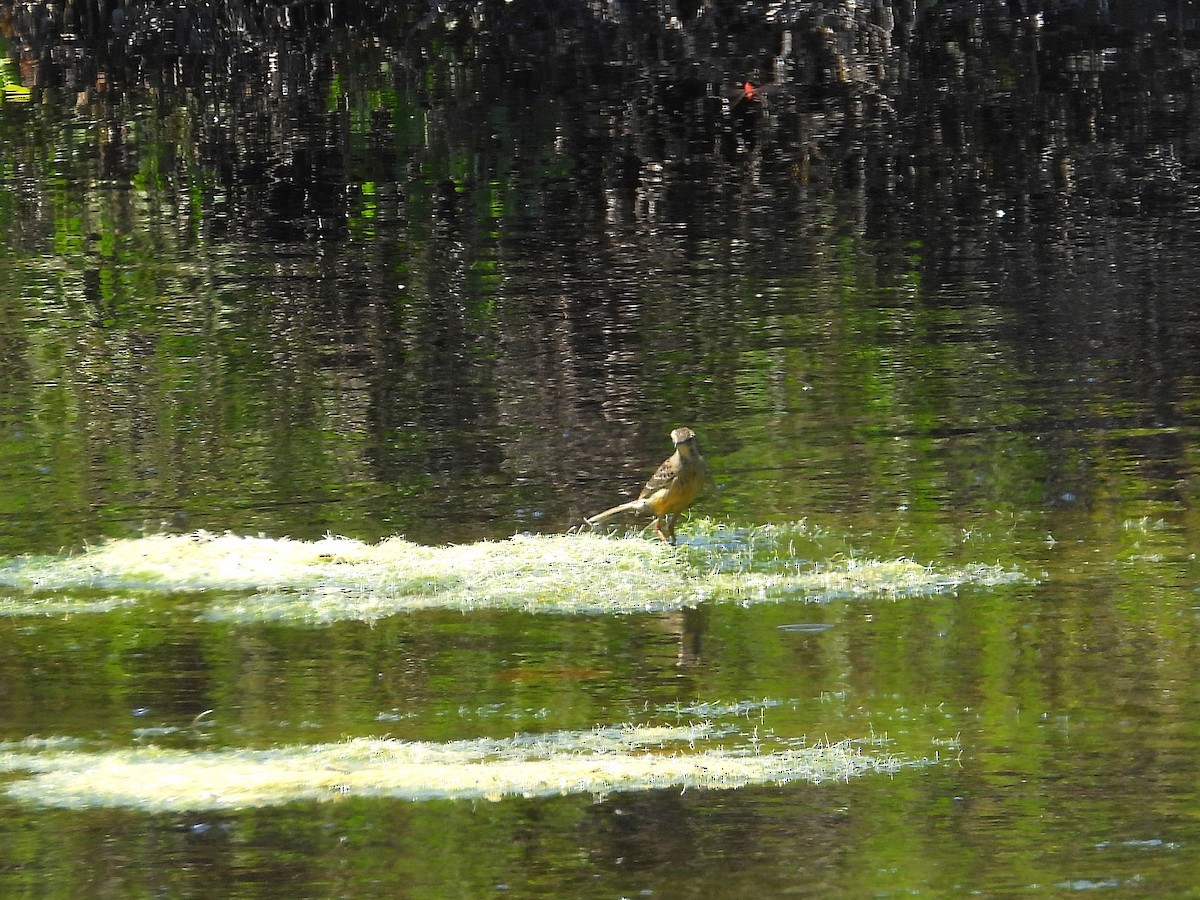 Капский шпорник - ML646807508