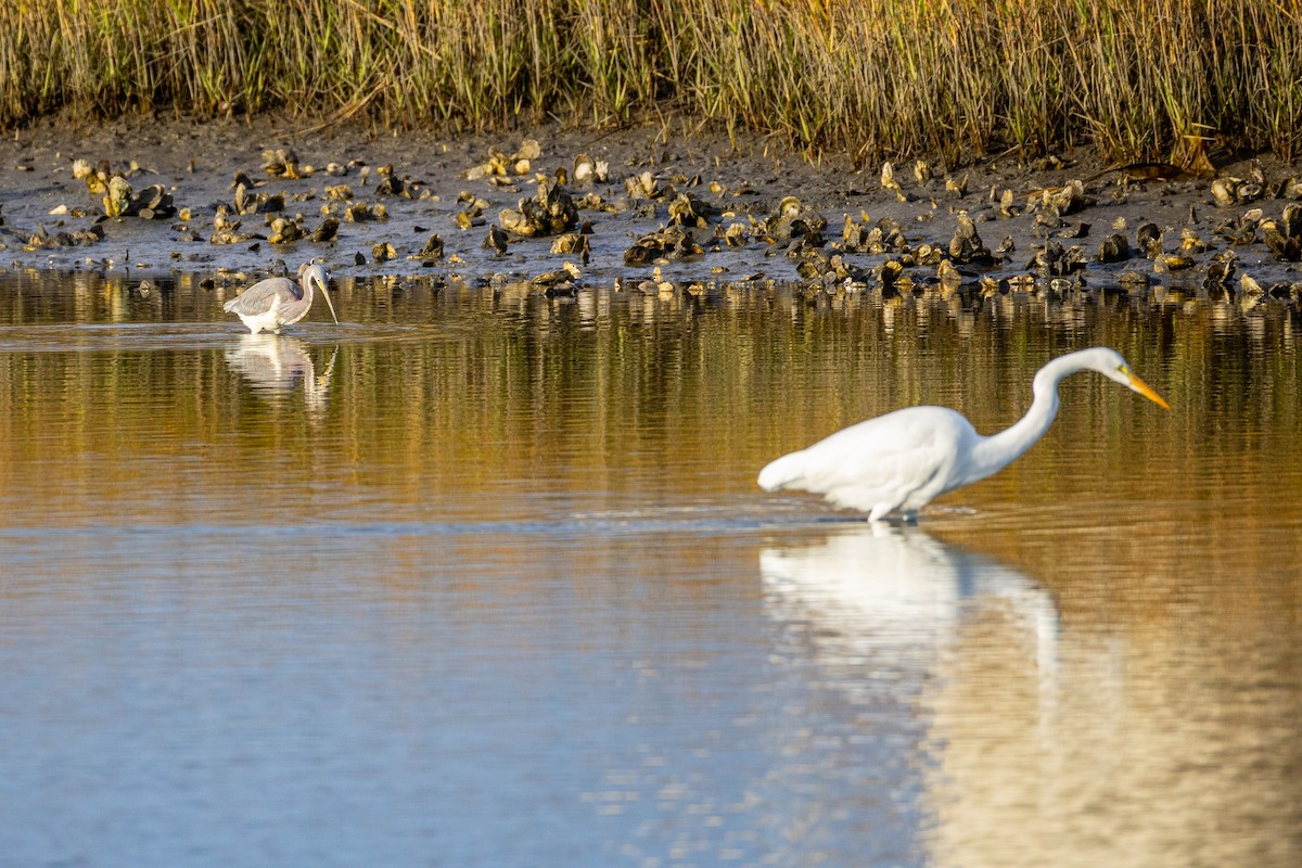 Great Egret - ML646807512