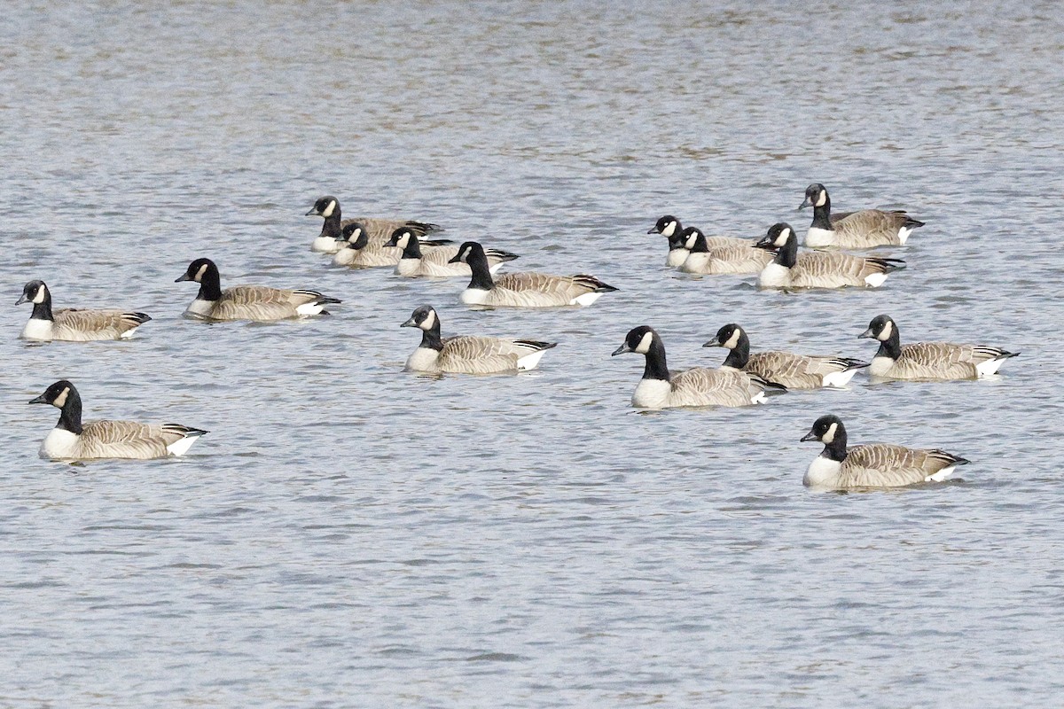 Cackling Goose (Richardson's) - ML646807513