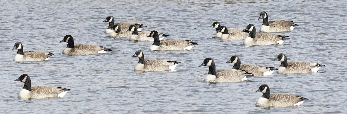 Cackling Goose (Richardson's) - ML646807516