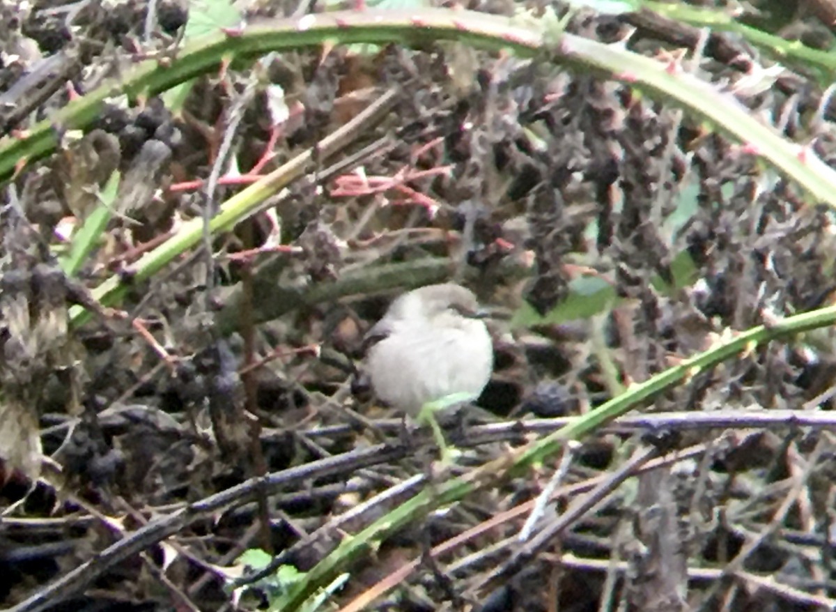 Bushtit - ML646807517