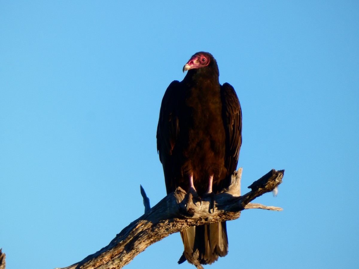 Turkey Vulture (Northern) - ML646807518