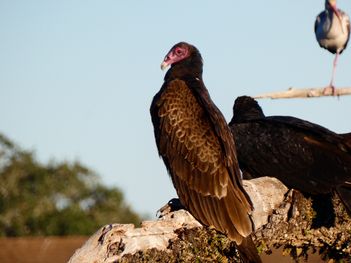 Turkey Vulture (Northern) - ML646807519