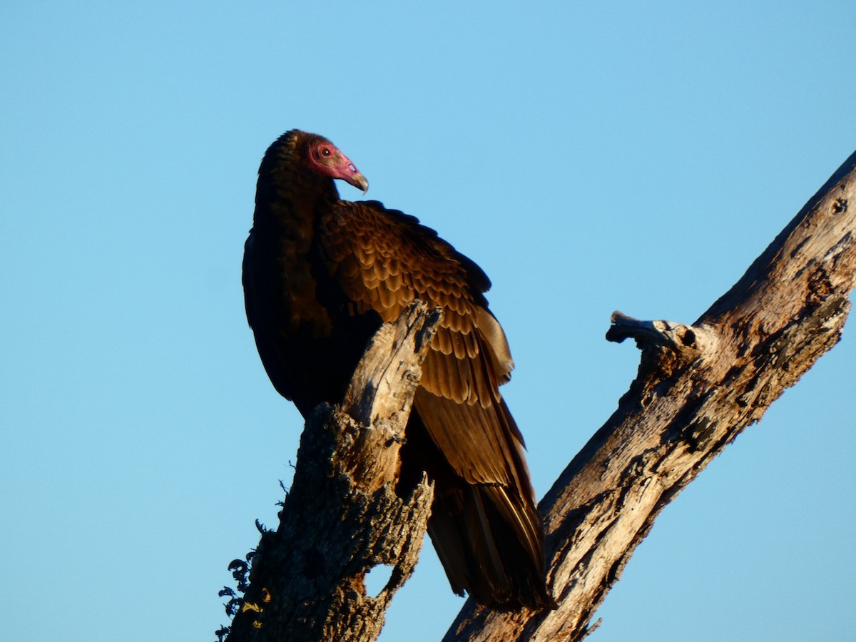 Turkey Vulture (Northern) - ML646807520