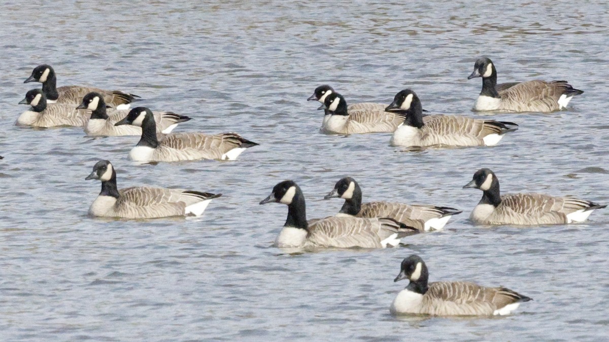 Cackling Goose (Richardson's) - ML646807521