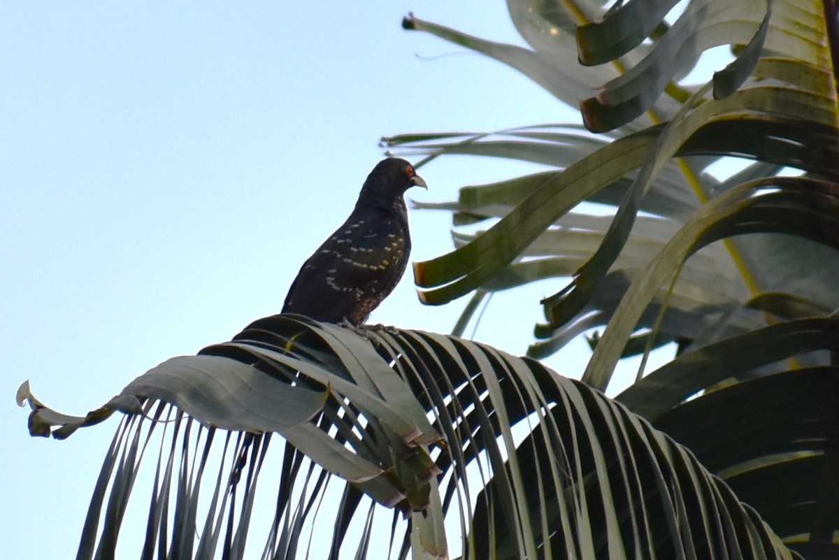 grønnebbkoel - ML646807523