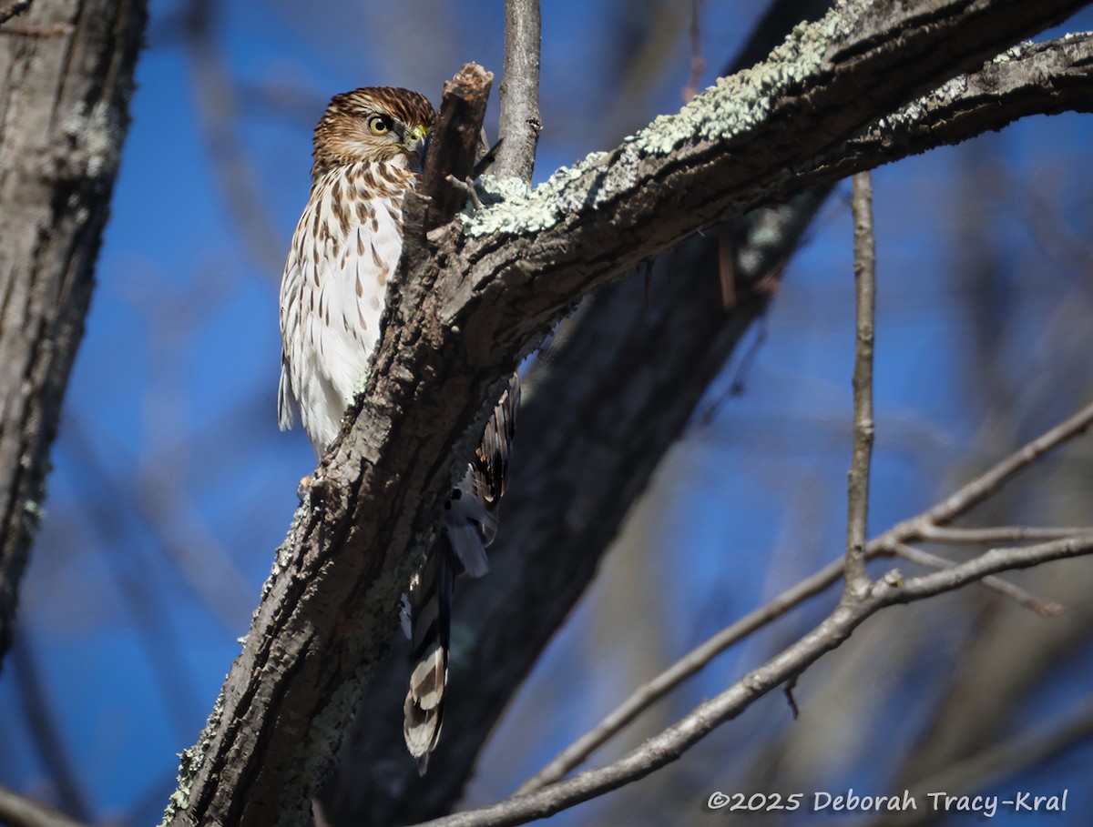 Cooper's Hawk - ML646807524