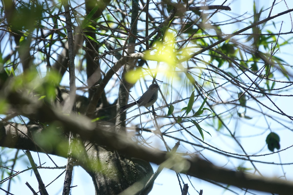 leskot škraboškový - ML646807525