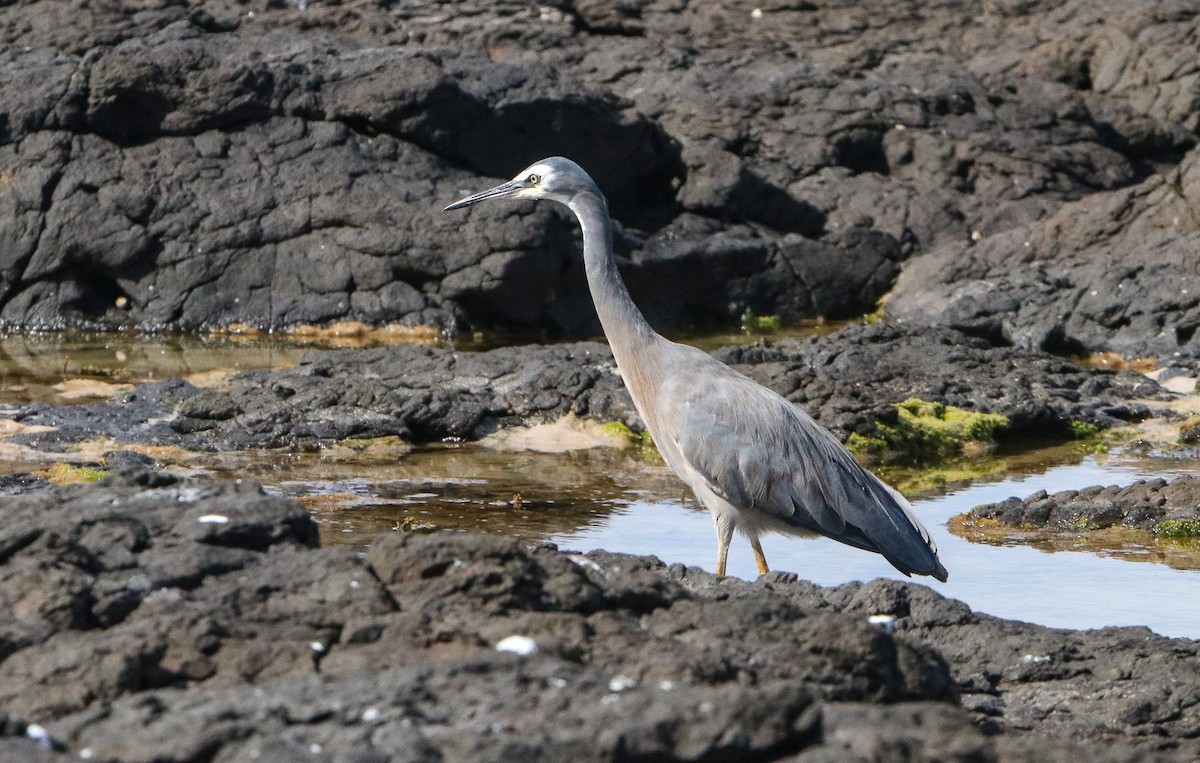 White-faced Heron - ML646807526