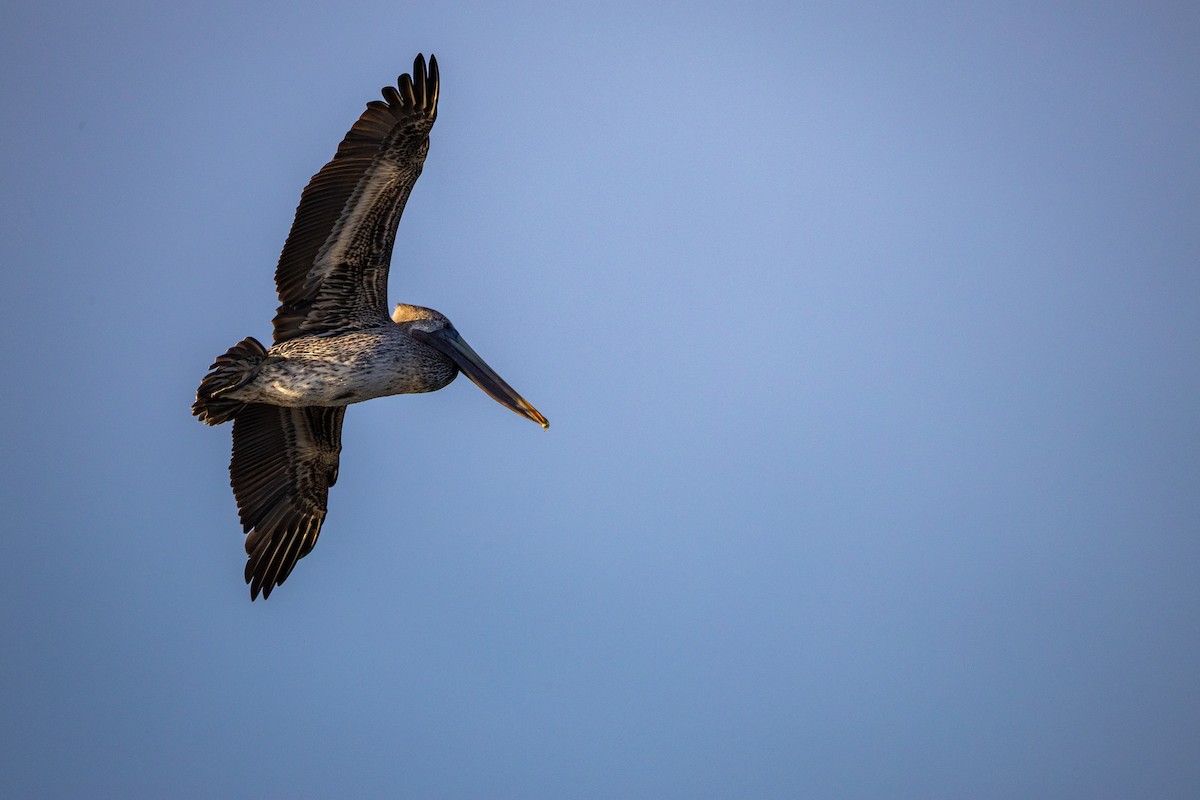 Brown Pelican - ML646807527
